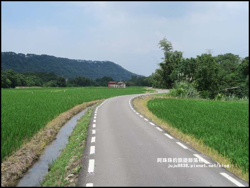 大溪韭菜花季11.JPG 大溪韭菜花季11.JPG