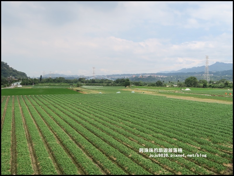 大溪韭菜花季17.JPG 大溪韭菜花季17.JPG