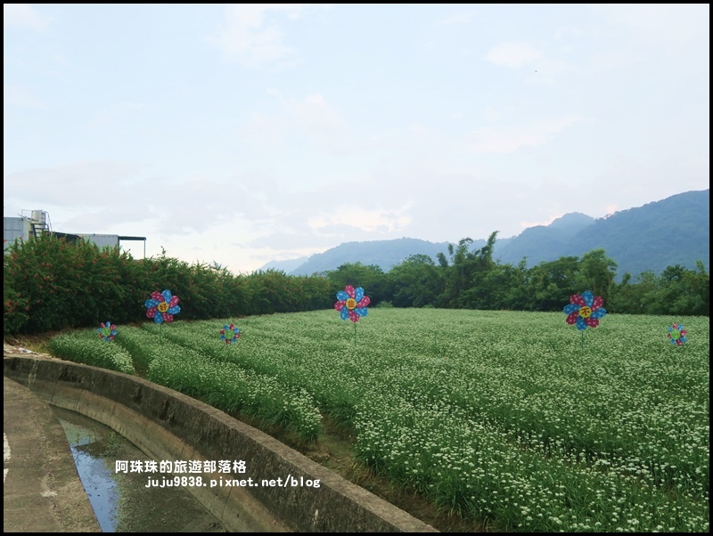 大溪韭菜花季23.JPG 大溪韭菜花季23.JPG