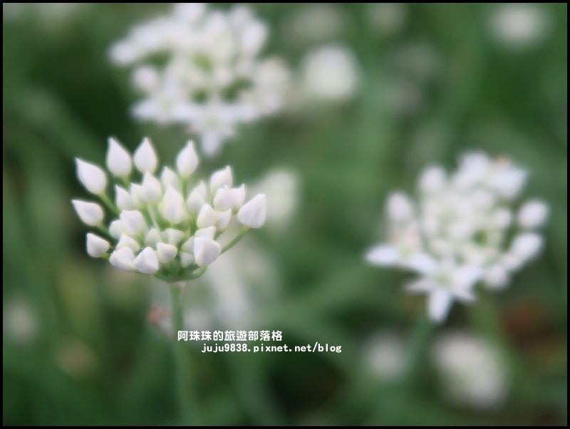 大溪韭菜花季24.JPG 大溪韭菜花季24.JPG
