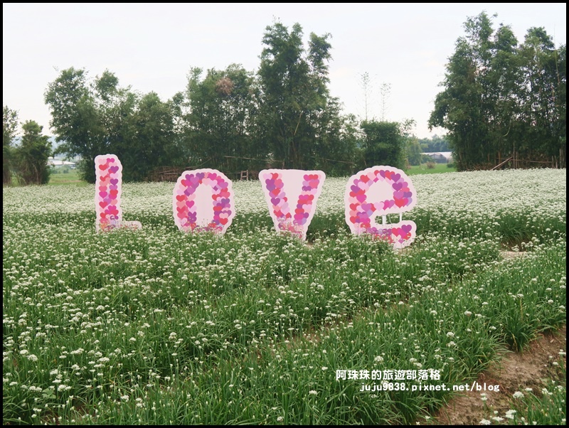 大溪韭菜花季25.JPG 大溪韭菜花季25.JPG