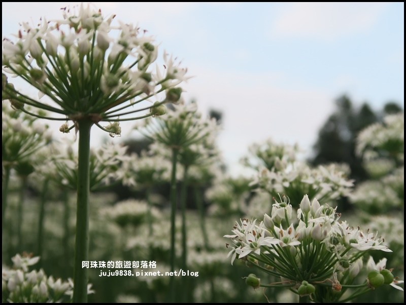 大溪韭菜花季26.JPG 大溪韭菜花季26.JPG