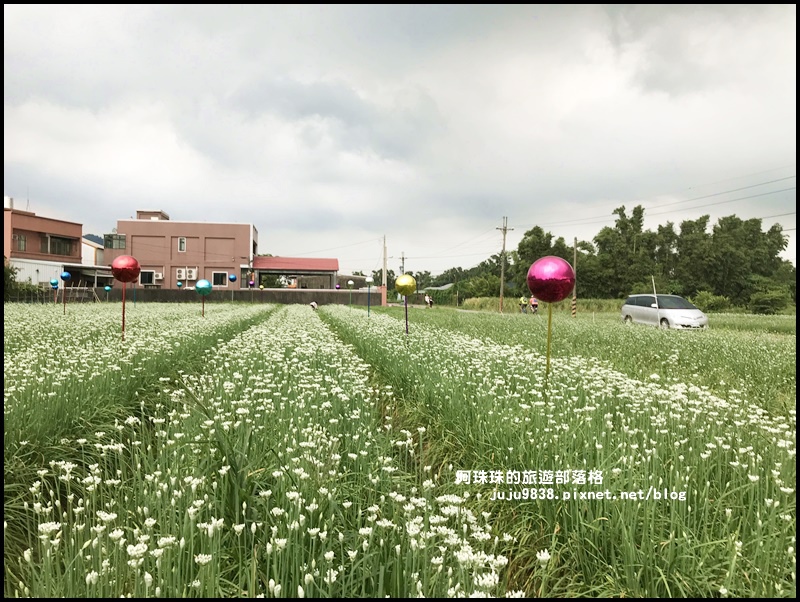 大溪韭菜花季46.JPG 大溪韭菜花季46.JPG