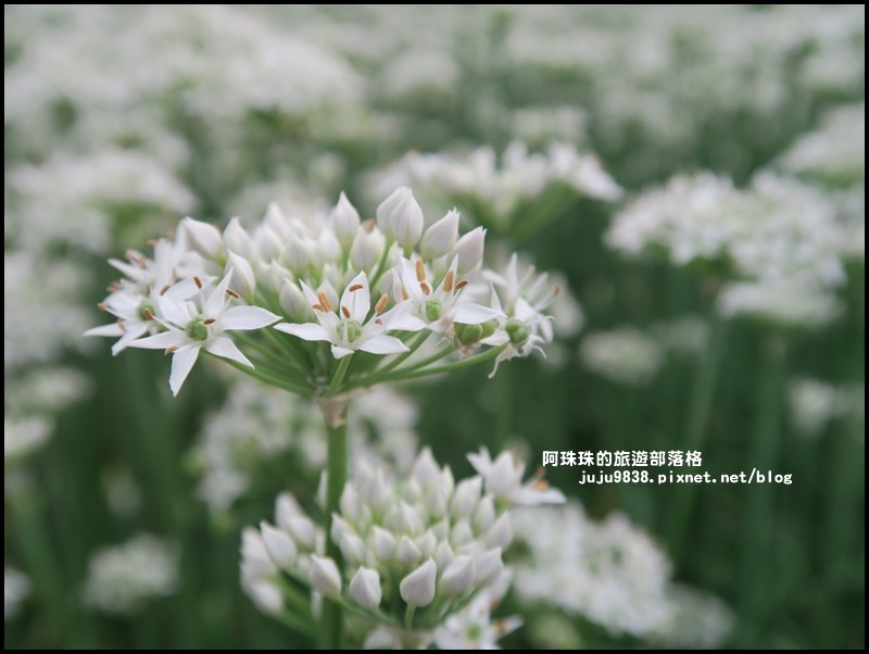 大溪韭菜花季28.JPG 大溪韭菜花季28.JPG