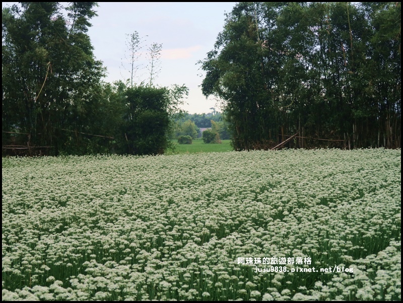 大溪韭菜花季27.JPG