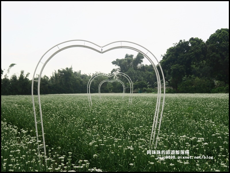 大溪韭菜花季31.JPG 大溪韭菜花季31.JPG