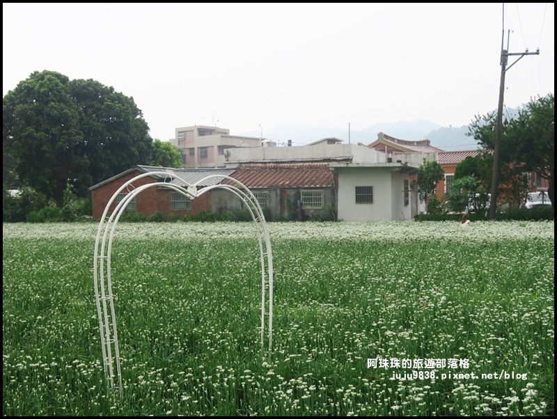 大溪韭菜花季32.JPG 大溪韭菜花季32.JPG