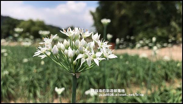 大溪韭菜花季38.JPG