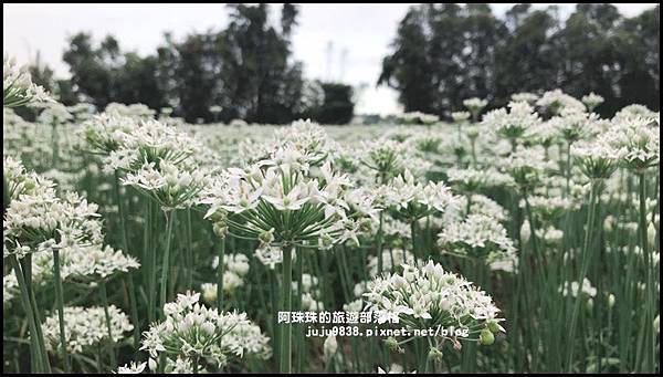 大溪韭菜花季43.JPG