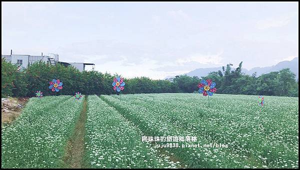 大溪韭菜花季41.JPG