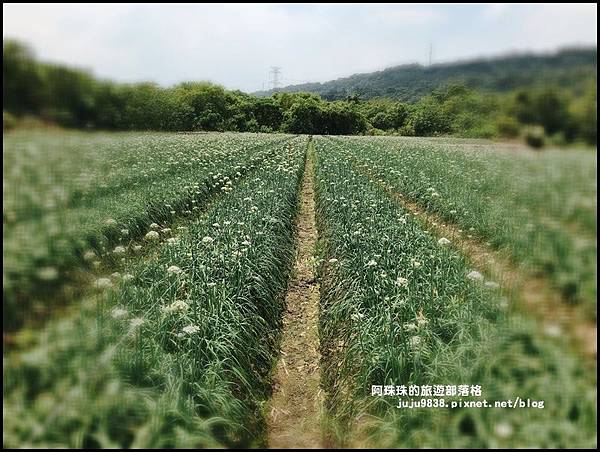 大溪韭菜花季39.JPG