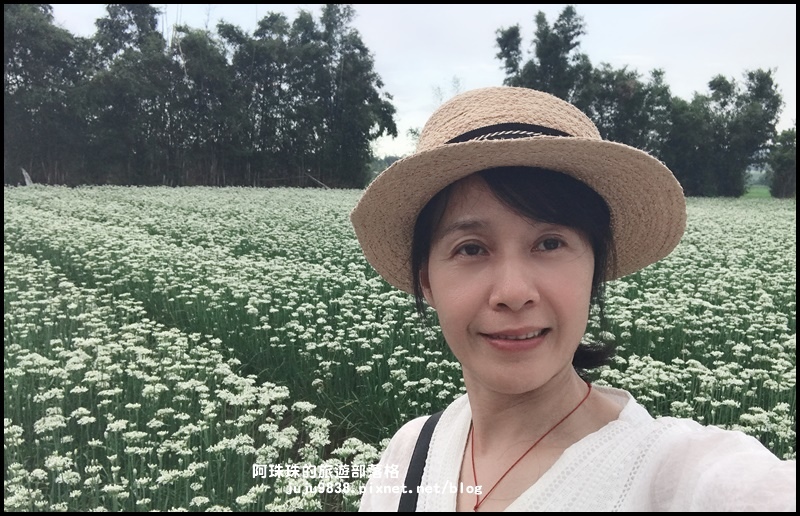 大溪韭菜花季45.JPG 大溪韭菜花季45.JPG