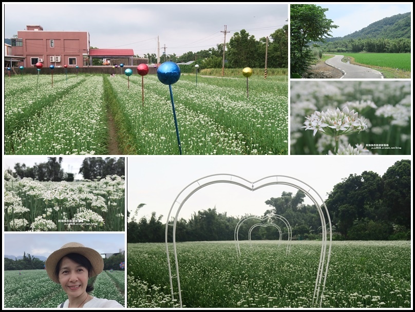 桃園景點,大溪景點,韭菜花季,九月雪