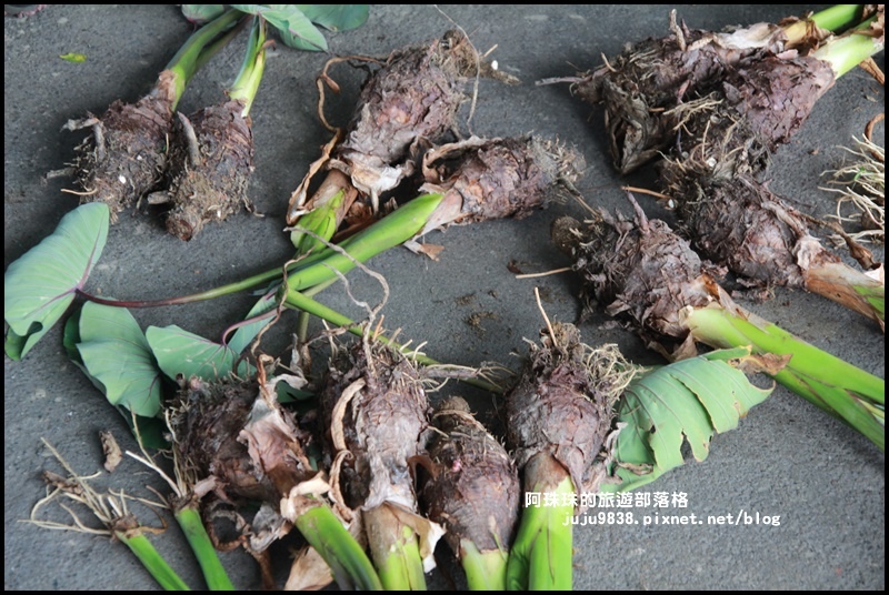 公館阿煥伯12.JPG 公館阿煥伯12.JPG