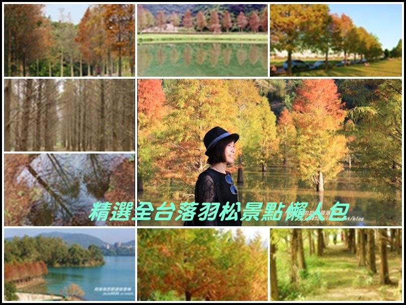 落羽松,桃園,宜蘭,南投,台中,明池森林遊樂區,日月潭,全台,季節限定,懶人