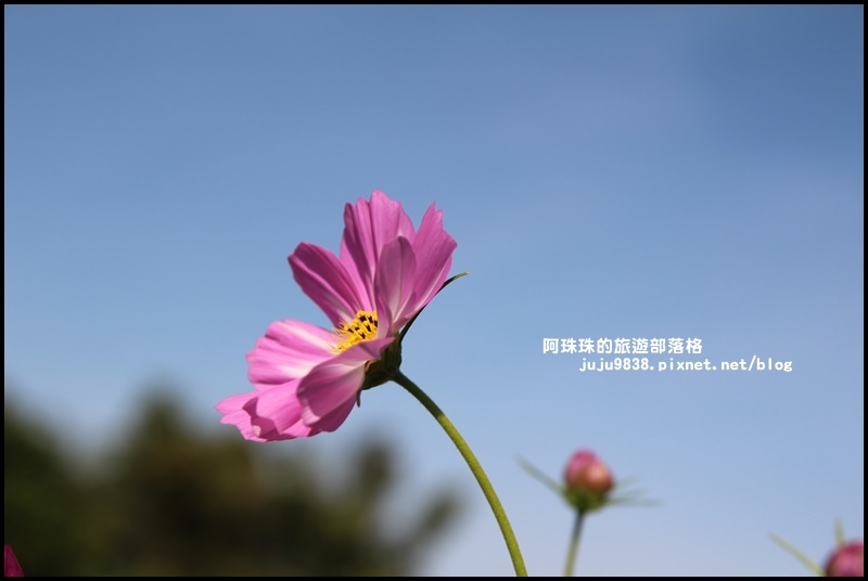 大溪花海5.JPG 大溪花海5.JPG