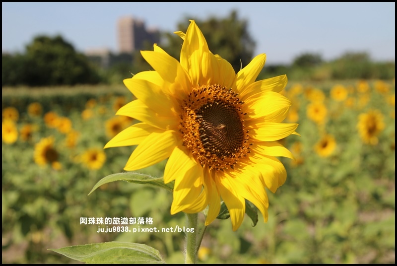 大溪花海7.JPG 大溪花海7.JPG