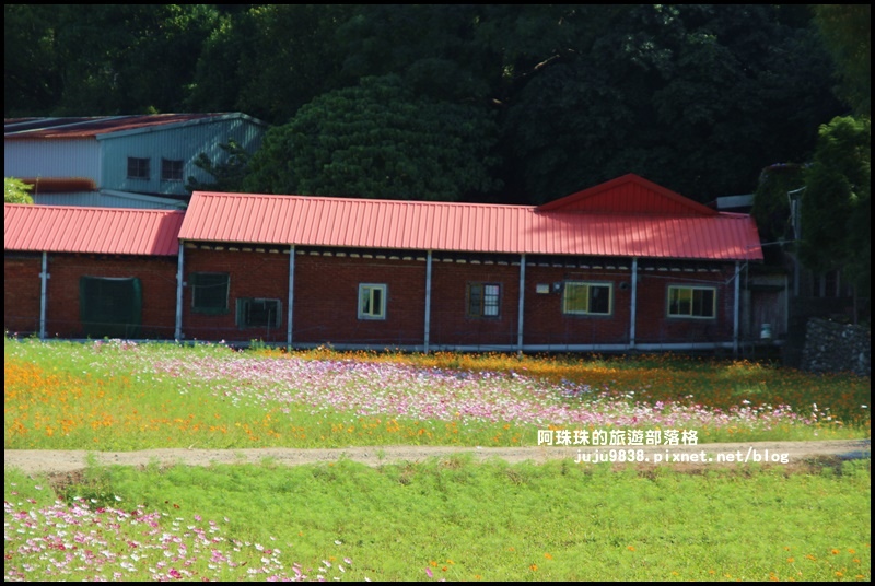 大溪花海6.JPG 大溪花海6.JPG