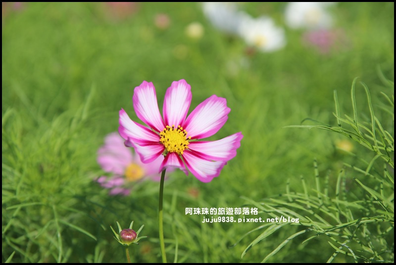 大溪花海2.JPG 大溪花海2.JPG