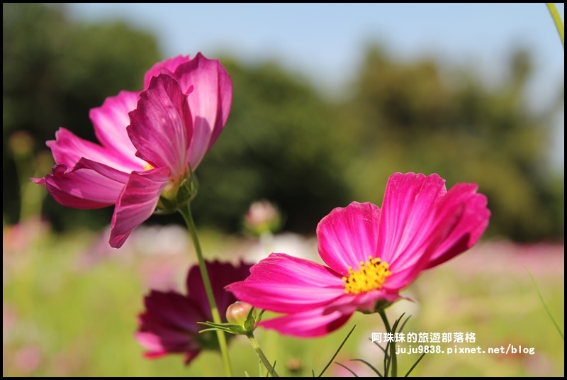 大溪花海3.JPG 大溪花海3.JPG