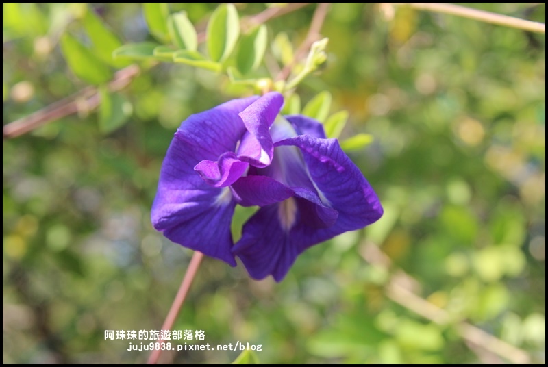 大溪花海12.JPG 大溪花海12.JPG