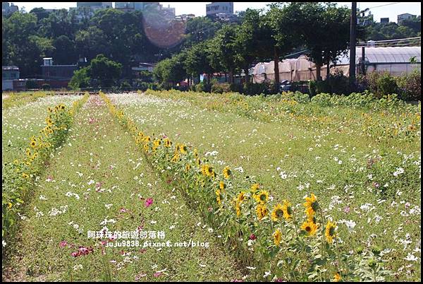 大溪花海10.JPG