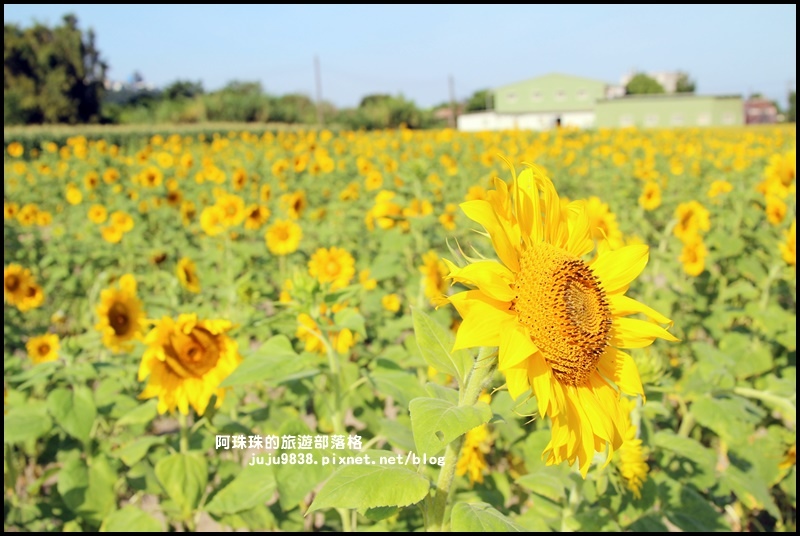 大溪花海9.JPG 大溪花海9.JPG