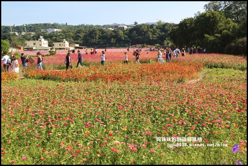 大溪花海15.JPG