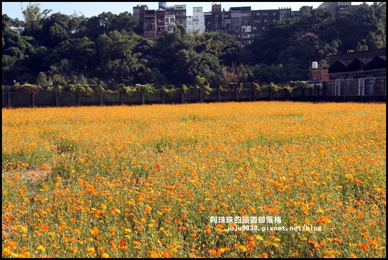 大溪花海24.JPG 大溪花海24.JPG