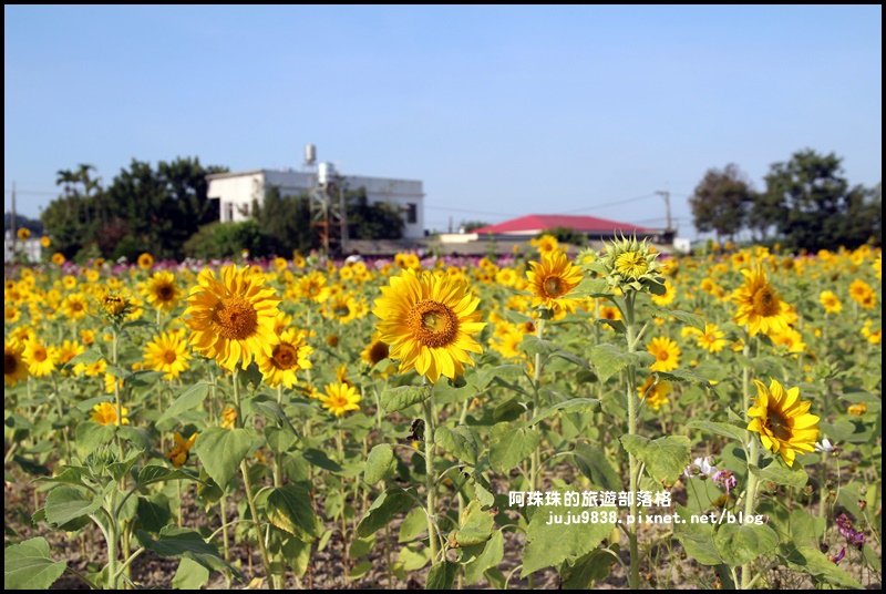 大溪花海25.JPG 大溪花海25.JPG