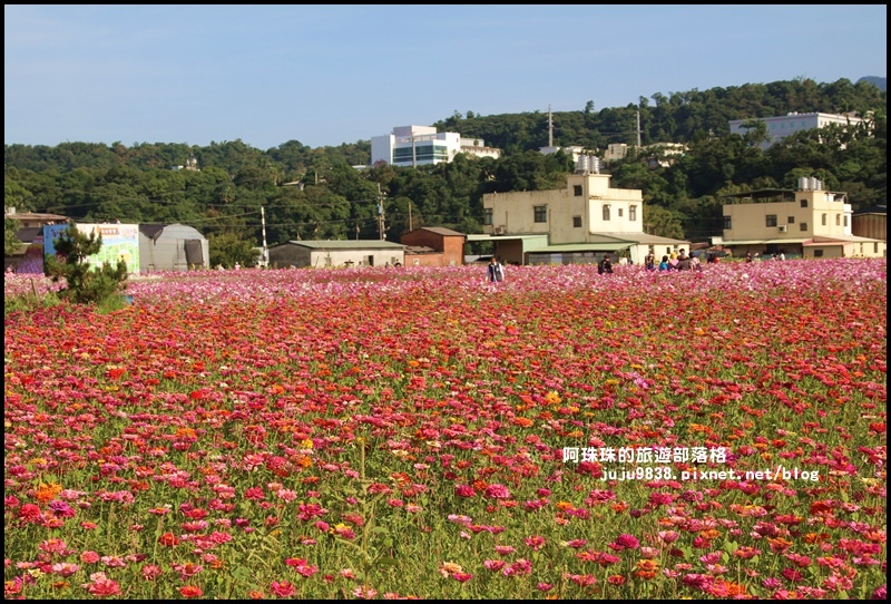 大溪花海20.JPG