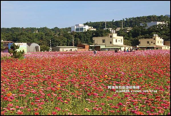 大溪花海20.JPG