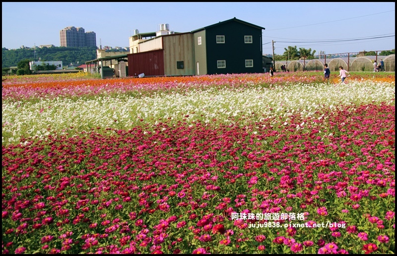 大溪花海34.JPG