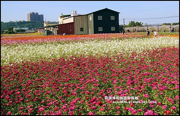 大溪花海34.JPG