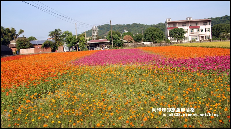 大溪花海29.JPG 大溪花海29.JPG