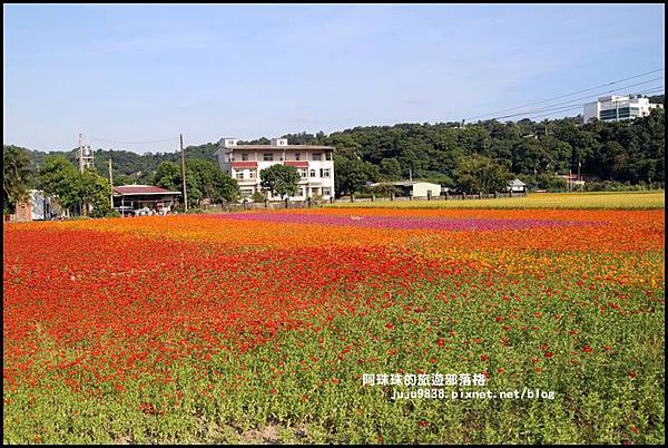 大溪花海28.JPG