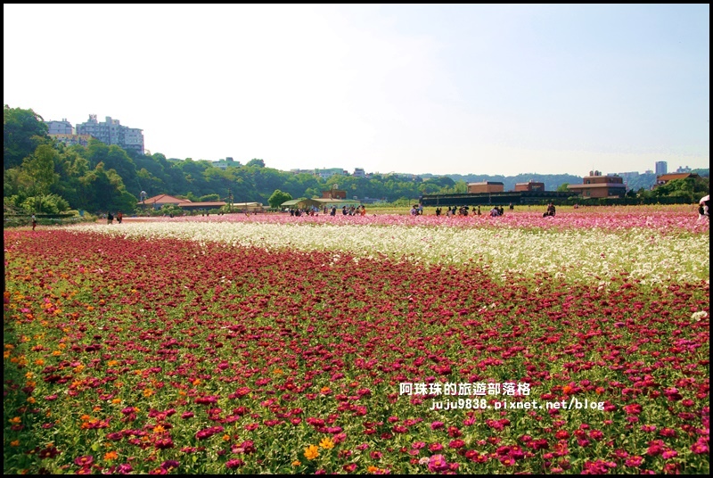 大溪花海35.JPG