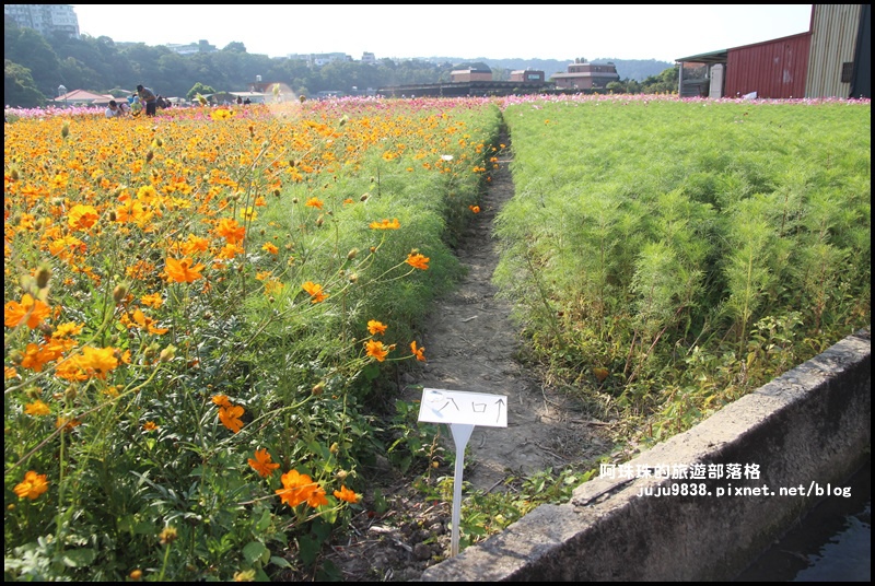 大溪花海31.JPG 大溪花海31.JPG