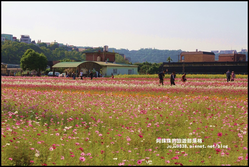 大溪花海36.JPG