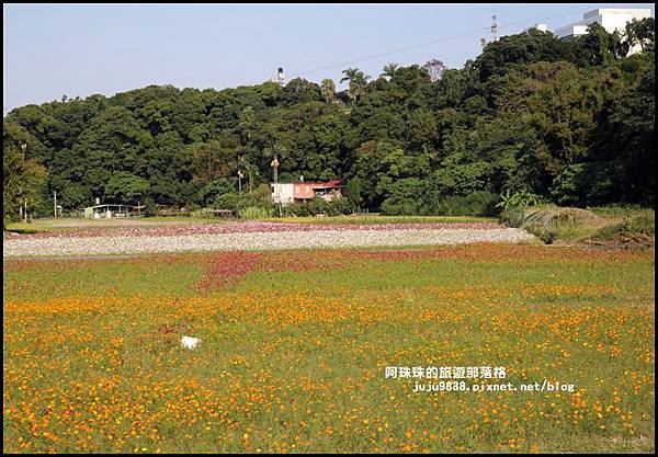 大溪花海37.JPG