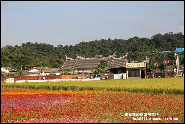 大溪花海43.JPG