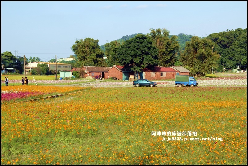 大溪花海38.JPG 大溪花海38.JPG