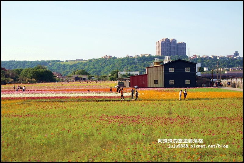 大溪花海39.JPG 大溪花海39.JPG