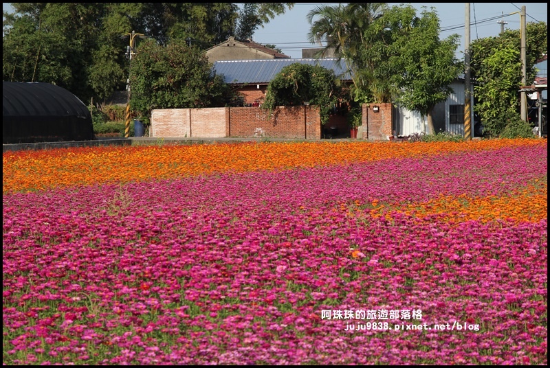 大溪花海40.JPG 大溪花海40.JPG