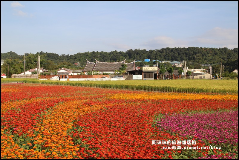 大溪花海45.JPG