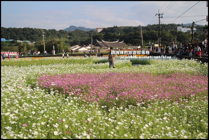 大溪花海47.JPG