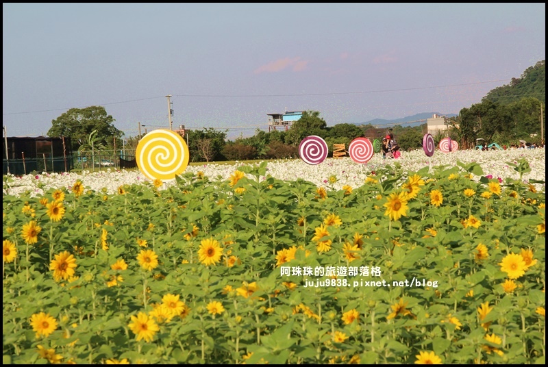 大溪花海48.JPG 大溪花海48.JPG