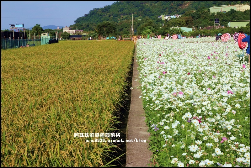 大溪花海52.JPG 大溪花海52.JPG