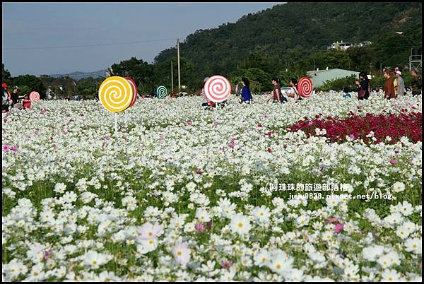 大溪花海49.JPG