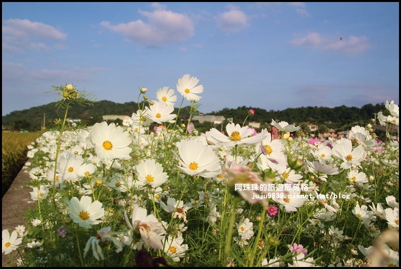 大溪花海53.JPG 大溪花海53.JPG